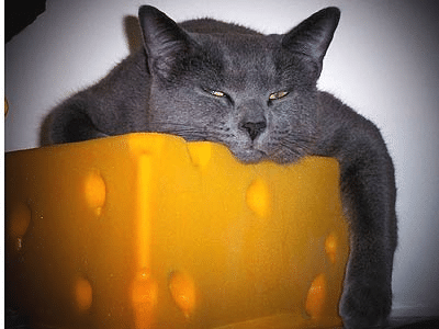 Cats and Cheese